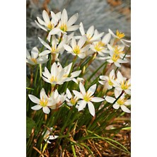 Doğaşık Beyaz Çiçekli Zıpçıktı Çiçeği Fidanı [yağmur Zambağı] 1 Yaş