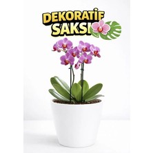 Dekoratif Orkide Dış Saksısı Beyaz - Hava Alan ve Zarif Tasarımlı Saksı Iç Mekan Kullanımına Uygun