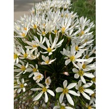 Bahçevilya Yağmur Zambağı [beyaz Çiçekli Zıpçıktı Çiçeği Fidanı 1 Yaş