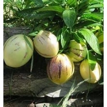 Taber 4 Adet Pepino Fidanı, Torbada Dallı