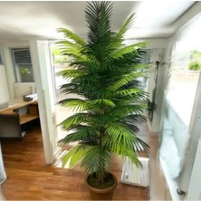 Altun Çiçekcilik Yapay Areka Palmiyesi 1.50 Metre Boy Ağaç Saksı Dahil Toprak Görünümlü Ahşap Kahve Taşlı