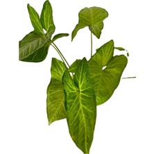 Isparta Gülü Salon Sarmaşığı Syngonium Podophyllum 10-20 cm
