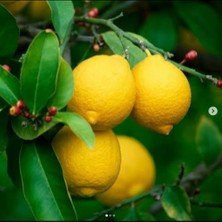 Ases 5 Yaş,15 Lt Saksıda; Kalın Gövdeli Meyve Veren Kütdiken Yediveren Limon Fidanı Boy 150-180 cm