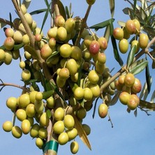 Ases Tüplü, 3 Yaş Bodur Arbequeinea Ispanyol Zeytin Fidanı 180-200 cm