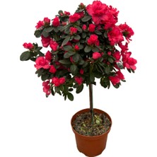 Betonish Rhododendron Indicum 'Red' (Açelya Çiçeği)