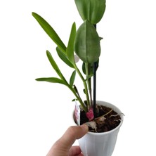 2 Dallı Dendrobium Doğal Bambu Orkide Beyaz Renk (Çiçeksizdir)