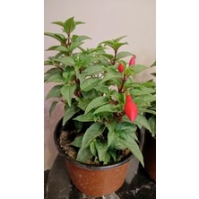 Küpe Çiçeği Çok Renkli