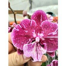 Orchiden Orkide Çiçeksiz  Fide 1 Adet