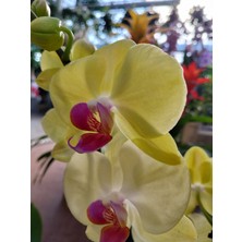 Orchiden Orkide Fide  12 cm Saksıda