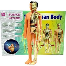 Aylina Mey Ithalat® The Human Body Insan Vücudu 3D Eğitim Seti 3302
