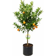 Fidan Sepetim 3 Yaş Aşılı Kumkuat(Kamkat) Fidanı