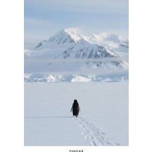 Pixaflair - Nihilist Penguen - Tablo - Çerçevesiz Dekor Poster