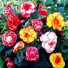 CSY 5 Adet Katlı Begonya Çiçeği Soğanı .5 Renk Karışık,,, Yeni Mahsul.