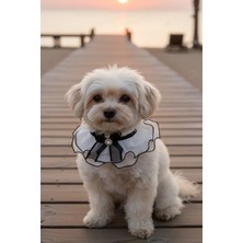 Caş Dekorasyon Beyaz Renk Kurdeleli Tüllü Ayarlanabilir Kedi Köpek Tasması