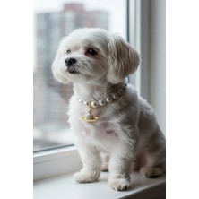 Caş Dekorasyon Altın Renk Gezegen Figürlü Incili M Beden Kedi Köpek Tasması