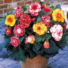 CSY 5 Adet Katlı Begonya Çiçeği Soğanı Yumrusu . .5 Renk Karışık,,, Yeni Mahsul.yumrulu Beganya....