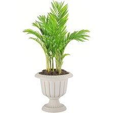 Poliva Home 6 Litre Kirli Beyaz Plastik Nergis Saksı Seti Yuvarlak Modern Tasarım