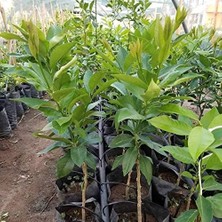 Market Torbalı 3.5 Yas Bodur Yediveren Limon Fidani