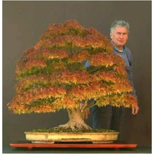 Look Bodur Çınar Bonzai Ağacı Tohumu 5 Adet Bonsai Ağacı Tohumu TH-8777963100261