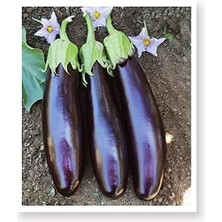 Tarım Ata Tohumu Yöresel Kemer Patlıcan Tohumu 100 Adet Tohum