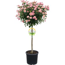 Açık Pembe/sarı Çiçekli Tijli Mine Ağacı 130-140 cm (Lantana Cama
