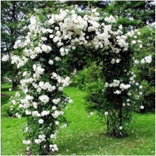 Look Nadir Ithal Yediveren Beyaz Sarmaşık Gül Tohumu 5 Tohum TH-877796320216