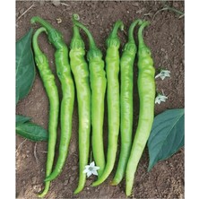 Tarım Ata Tohumu Tatlı Sivri Çetinel Biber 100 Adet Tohum