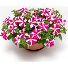 Petunya Çiçeği Tohumu (Iri Çiçekli Bodur) Gül Yıldız Renkli - 15 Tohum