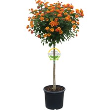 Turuncu/kırmızı Çiçekli Tijli Mine Ağacı 130-140 cm (Lantana Cama