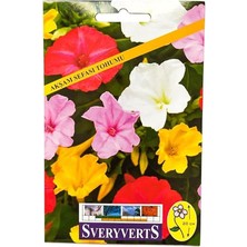 Akşam Sefası Çiçeği Tohumu