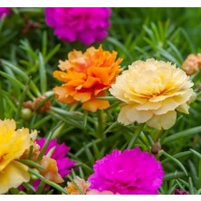 Ipek Çiçeği Tohumu (Katmerli Büyük Çiçekli) Karışık Renkli - 40 Tohum
