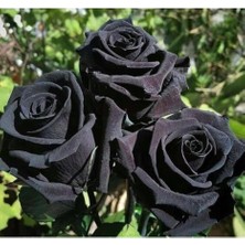 Dünyam 5 Adet- Siyah Gül Tohumu