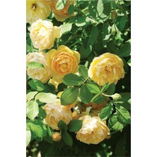 Look 10 Adet Kokulu Yediveren Sarı Sarmaşık Gül Tohumu TH-5365520093475258