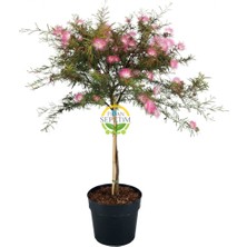 Calliandra 'Dixie Pink' Bitkisi – Pembe Pudra Ponponu (60-80 cm)