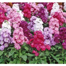 Çiçeği Tohumu (Katmerli Keskin Kokulu) Karışık Renkli - 10 Tohum