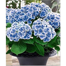 Dünyam Ebruli Mavi Ortanca Çiçeği Tphumu- 10 15 Adet