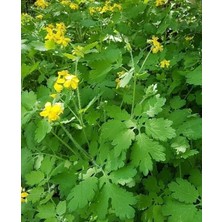 Otu Tohumu 25 Adet Temre Otu Kırlangıç Bitkisi Tohumu