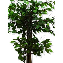 Ağaç Benjamin 100 cm Metal Saksıda
