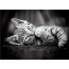 39422 Kedi Yavruları Yetişkinler ve Çocuklar Için Hqc 1000 Parça Yapboz