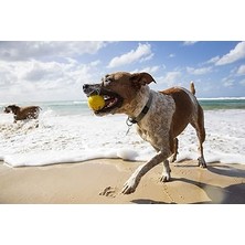 Fetch Suda Zıplayan Top Köpek Oyuncağı|dayanıklı ve Yumuşak Yapı|su Üzerinde Zıplayan Top