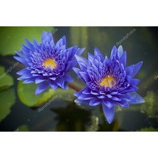 Adet Mavi Lotus Tohumu Nilüfer Tohumu