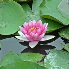 Adet Pembe Lotus Tohumu Nilüfer Tohumu