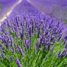 Paket Tüplü Yoğun Kokulu Aromatik Lavanta Fidanı (10-20 Cm)