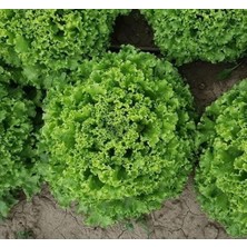 Marul (Çoklu Tohum) - 5 Gram