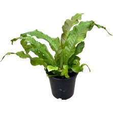 Betonish Microsorum Musifolium 'crocodile Fern' (Eğrelti Otu)