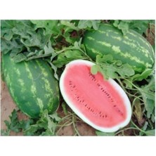 Dünyam Agrobazaar Allsweet Karpuz 10+ Tohum