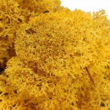 Trend Reindeer Moss Hardal Şoklanmış Norveç Yosunu (30GR)