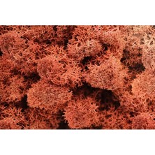 Trend Reindeer Moss Siena Şoklanmış Norveç Yosunu (30GR)
