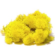 Trend Reindeer Moss Sarı Şoklanmış Norveç Yosunu (30GR)