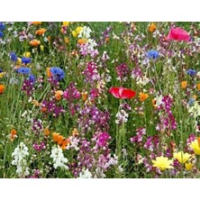 Skygo Tohhum Karışık Kır Çiçekleri 1000+